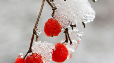 A branch of a tree with red berries on it